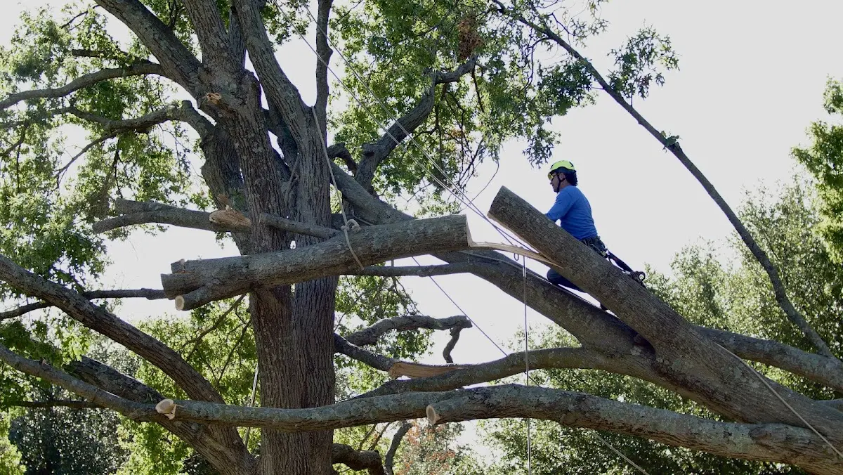 Professional Crown Thinning performed by certified arborists in Lorton