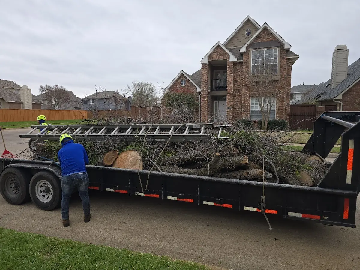 Expert Tree Removal with proper safety equipment in Lorton